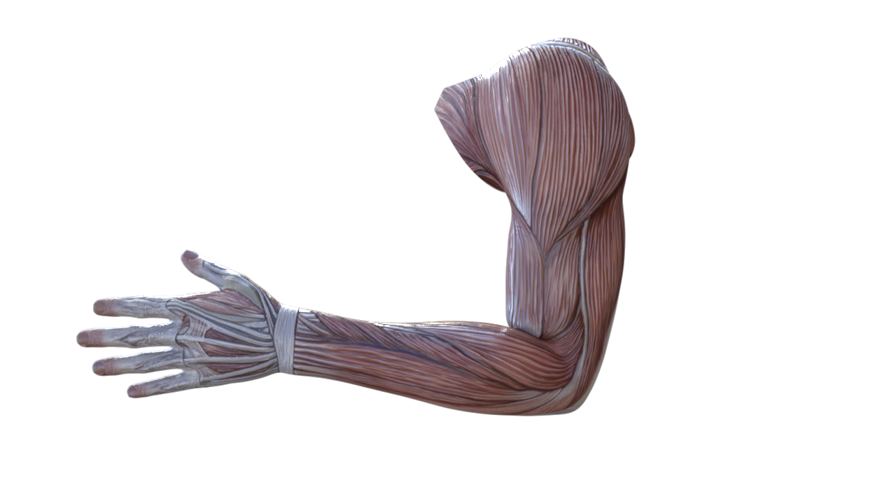 Arm