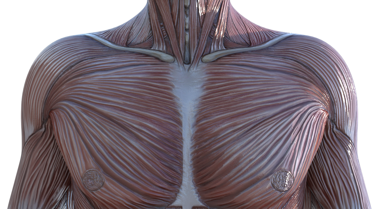 Chest