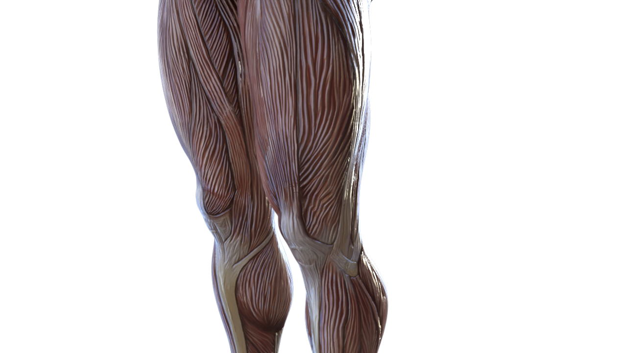 Legs